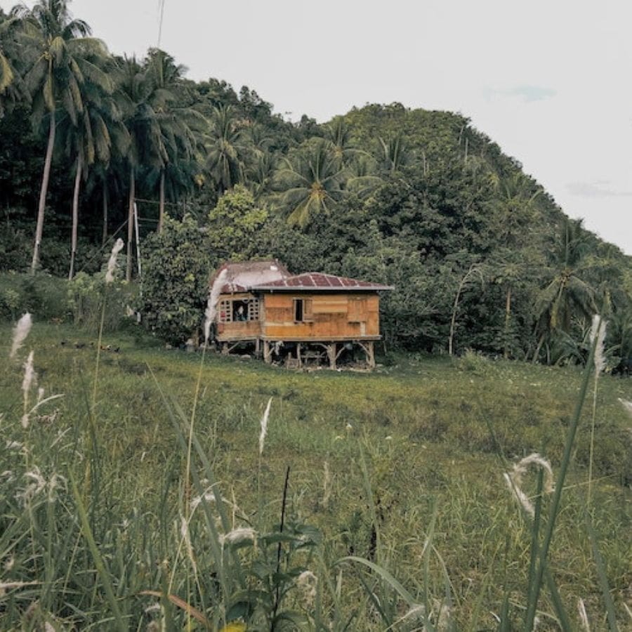 a raised shed near trees