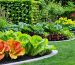 A beautifully landscaped yard combining colorful Swiss chard, espaliered fruit trees, and decorative herbs, showcasing the art of edible landscaping.