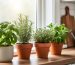Potted basil, rosemary, thyme, and mint on a sunlit kitchen windowsill with soft natural light, sharp foreground, and blurred kitchen counter and watering can in the background.