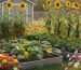 Clusters of zinnias, cosmos, and sunflowers attracting bees and butterflies along the edge of a vegetable garden with tomato, squash, and cucumber beds, with a shed and native wildflowers softly blurred in the background at golden hour.