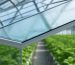 Upward interior view of a greenhouse roof panel with water forming a transparent sheet rather than droplets, softly lit morning light, with blurred green plants and aluminum framing visible in the background.