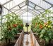 Interior of a greenhouse with rows of tomato and cucumber plants; a wall-mounted exhaust fan and an oscillating fan circulate air under soft diffused daylight, with open roof vents and trellis lines visible.