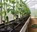 Eye-level view down a greenhouse aisle with drip irrigation lines watering container tomatoes and cucumbers, emitters and moist soil in sharp focus under soft diffused daylight, with blurred rows and a coiled garden hose in the background.