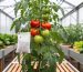 Healthy tomato plants inside a greenhouse with beneficial insects and careful, non-chemical pest management elements visible among the leaves.