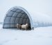 Portable livestock shelter in a snowy pasture with sheep or goats near the entrance, showing the roof covered by heavy snow.