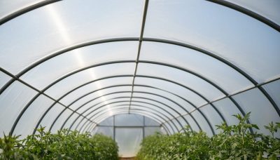 Greenhouse covered with UV-resistant HDPE polyethylene film, viewed from ground level with sunlight filtering through the translucent plastic.