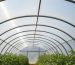 Greenhouse covered with UV-resistant HDPE polyethylene film, viewed from ground level with sunlight filtering through the translucent plastic.
